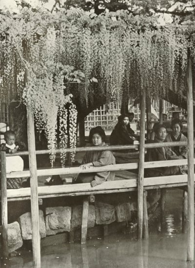 Arbor Wisteria v Kameido, 1910. od Herbert Ponting