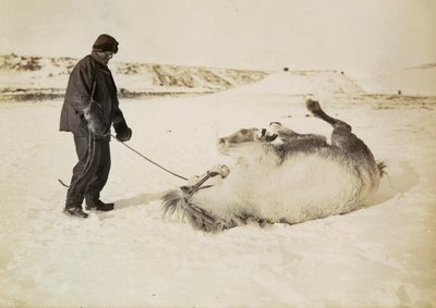 Muž a jeho kůň na sněhu od Herbert Ponting