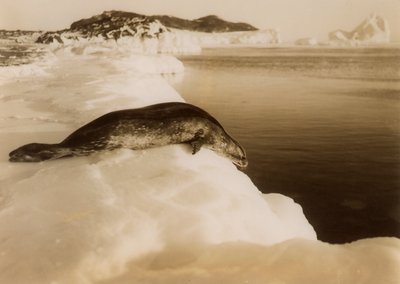 Tuleň weddell, který se chystá potápět na West Beach, Cape Evans, Antarktida, 1911. od Herbert Ponting