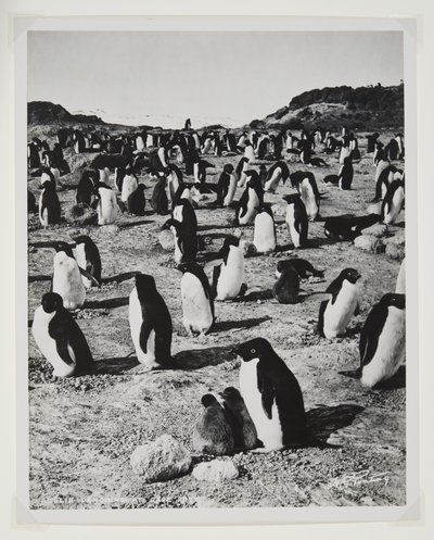 Adelie Penguins na Cape Royds (bromový tisk) od Herbert Ponting