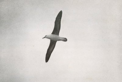 Albatros Soaring, c19101913, 1913 od Herbert Ponting