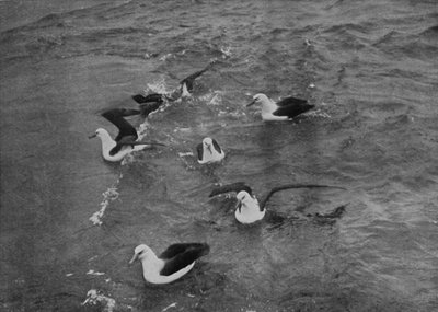 Albatrosové hledající potravu v brázdě Terra Nova, c19101913, 1913 od Herbert Ponting