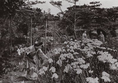 V Iris Garden v Hori-kiri (černobílá fotografie) od Herbert Ponting
