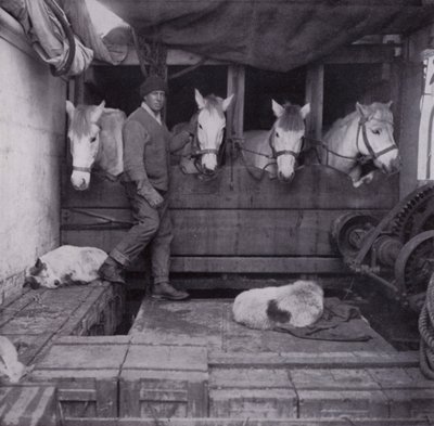 Kapitán Oates s poníky a psy na moři (černobílá fotografie) od Herbert Ponting