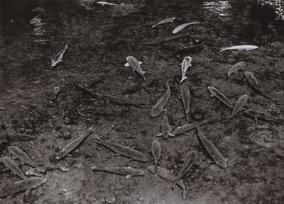 Kapr v jezeře Kumamoto (černobílá fotografie) od Herbert Ponting
