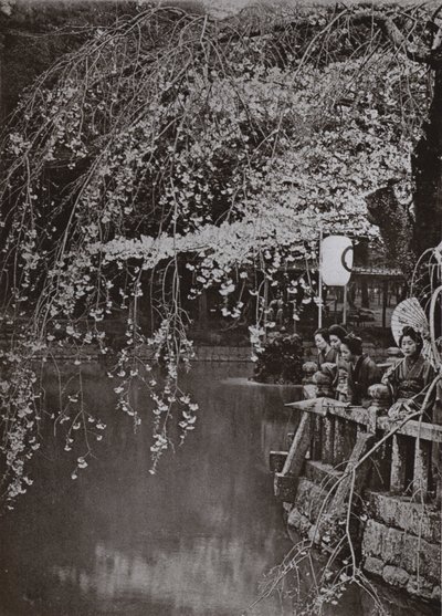 Čas třešňového květu v Japonsku (černobílá fotografie) od Herbert Ponting