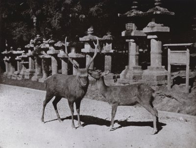 Jelen, studie v Naře (černobílá fotografie) od Herbert Ponting