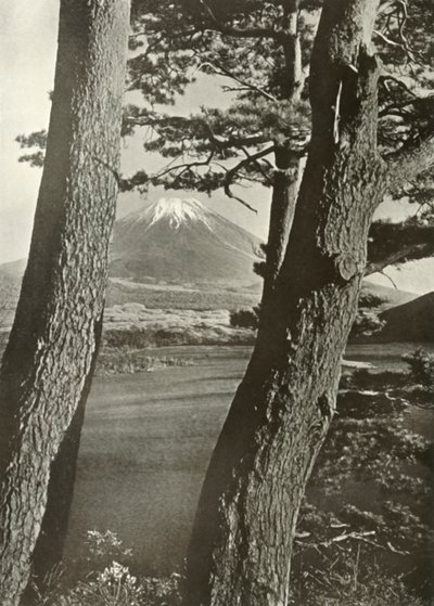 Fuji přes borovice jezera Motosu, 1910. od Herbert Ponting