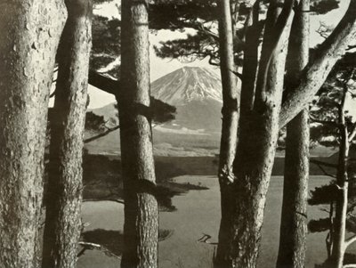 Fuji a borovice, 1910. od Herbert Ponting