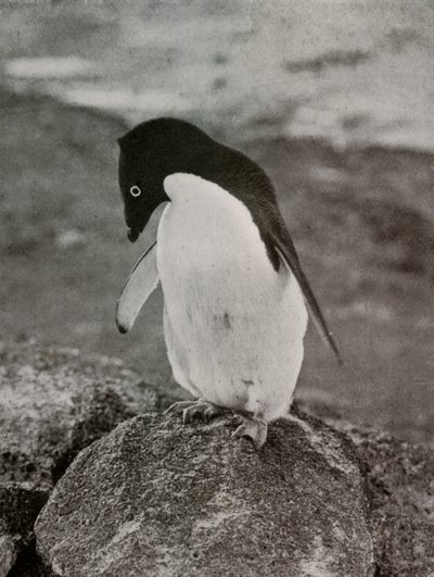 Je mi jedno, co se ze mě stane, c19101913, 1913 od Herbert Ponting