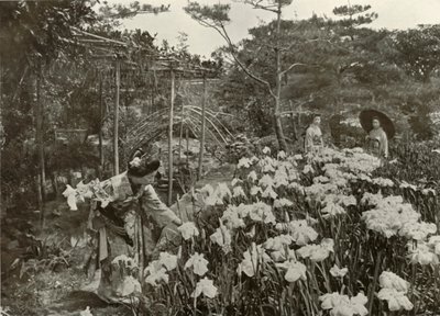 V Iris Garden, 1910. od Herbert Ponting