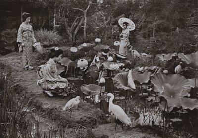 V lotosové zahradě (černobílá fotografie) od Herbert Ponting