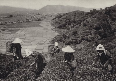 Japonsko ve 20. letech 20. století: sklizeň čaje (č/b foto) od Herbert Ponting