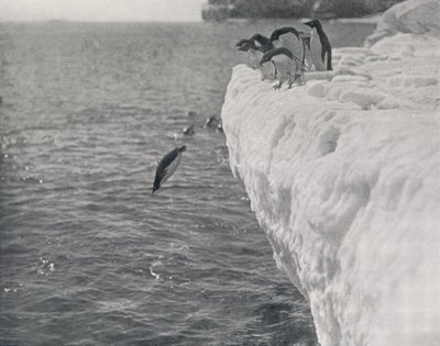 Penguins Diving, c1911, 1913 od Herbert Ponting