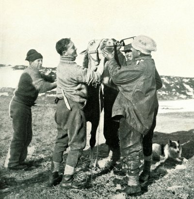 Pony Takes Whisky, 8. února 1911, 1913 od Herbert Ponting