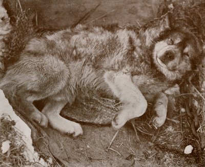 Stareek Malingering, c19101913, 1913 od Herbert Ponting