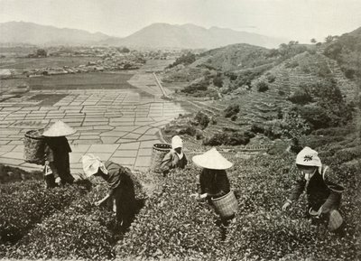 Čaj na kopcích a rýže na pláních, 1910. od Herbert Ponting