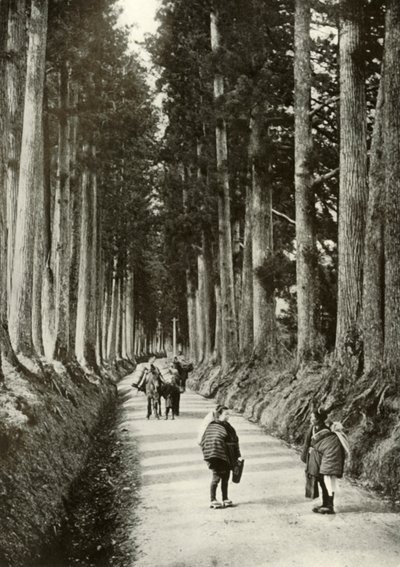 Cryptomerias at Nikko, 1910. od Herbert Ponting