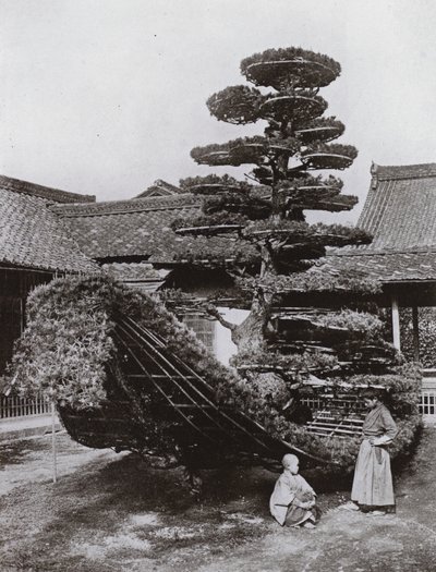 The Pine-Tree Junk at Kinkakuji (č/b foto) od Herbert Ponting