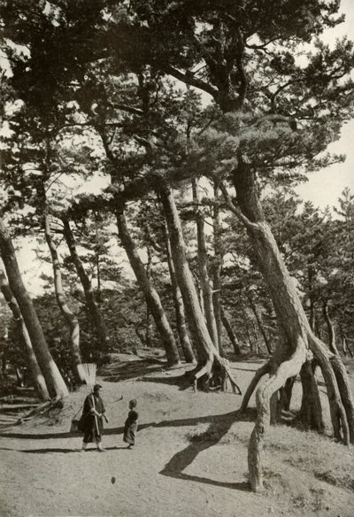 The Pines of Shizu-Ura, 1910. od Herbert Ponting
