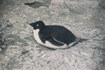 This One Hasnt., c1911, 1913 od Herbert Ponting