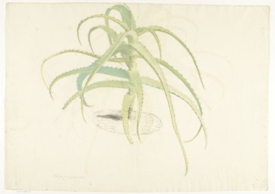 Aloe perfoliata od Herman Saftleven