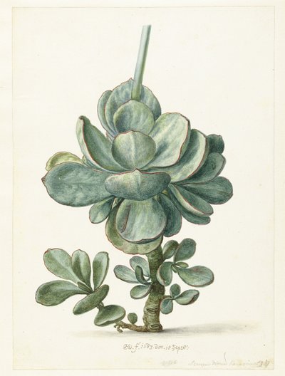 Sukulentní rostlina (Cotyledon orbiculata) od Herman Saftleven