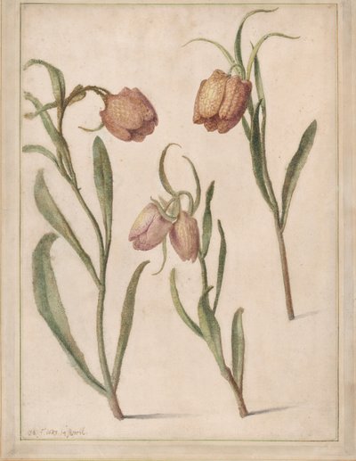 Studie o třech fritillaries, 1683. od Herman Saftleven the Younger