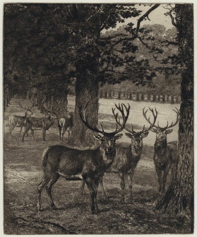 Jelen ve Windsorském parku (rytina) od Heywood (after) Hardy