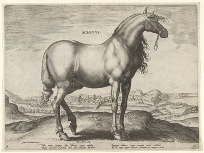 Kůň z Řecka (Achivus) Achivvs (název na objektu) Plemena koní z královské stáje Dona Juana z Rakouska (název seriálu) Equile Ioannis Austriaci Caroli (název série) od Hieronymus Wierix
