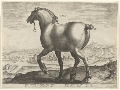 Kůň ze Saska Saxo (titul na objektu) Plemena koní z královské stáje Dona Juana z Rakouska (název seriálu) Equile Ioannis Austriaci Caroli (název série) od Hieronymus Wierix