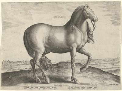 Kůň ze Sicílie (Siculus) Sicvlvs (název na objektu) Plemena koní z královské stáje Dona Juana z Rakouska (název seriálu) Equile Ioannis Austriaci Caroli (název série) od Hieronymus Wierix
