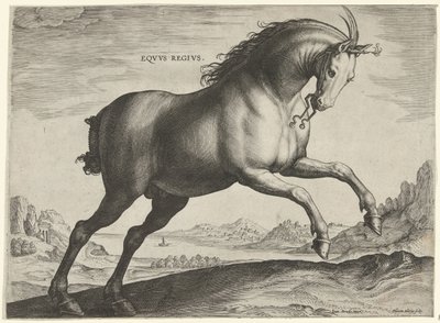 Kůň plemene Equus Regius (královský) Eqvvs Regivs (název na objektu) Plemena koní z královské stáje Dona Juana z Rakouska (název seriálu) Equile Ioannis Austriaci Caroli (název série) od Hieronymus Wierix