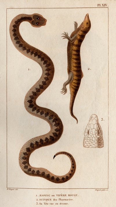 Aesping nebo Red Vipere, Skink z lékáren, jeho hlava je vidět nahoře." Fauna des Mdecins aneb historie zvířat a jejich produktů od Hippolyte Cloqueta“ - Volume 6 - 1825. od Hippolyte Cloquet
