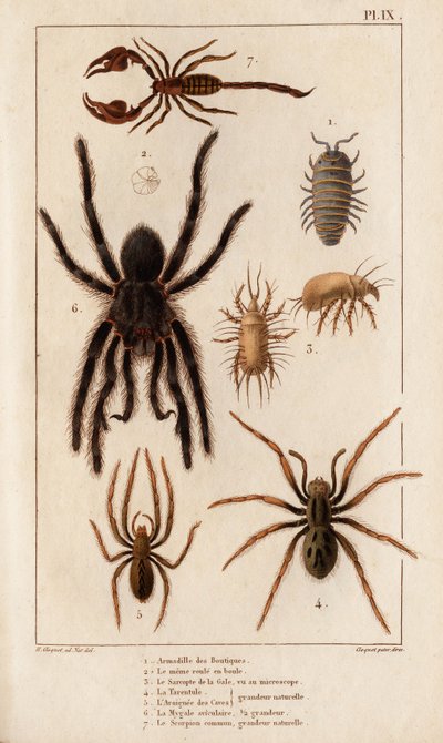 Amardille z obchodů, Saskopt svrab, Tarantule, Araignee cave, Mygale, Štír. od Hippolyte Cloquet