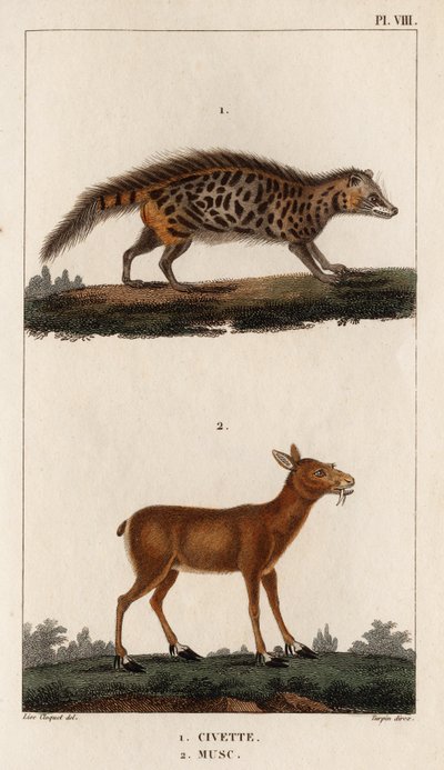 Cibet a pižmo.“ „Fauna des Mdecins aneb historie zvířat a jejich produktů od Hippolyte Cloqueta“ – svazek 6 – 1825. od Hippolyte Cloquet
