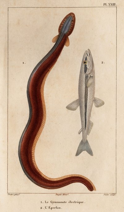 Electric Gymnonote and Smelt.“ Fauna des Mdecins aneb historie zvířat a jejich produktů od Hippolyte Cloqueta“ - Volume 6 - 1825. od Hippolyte Cloquet