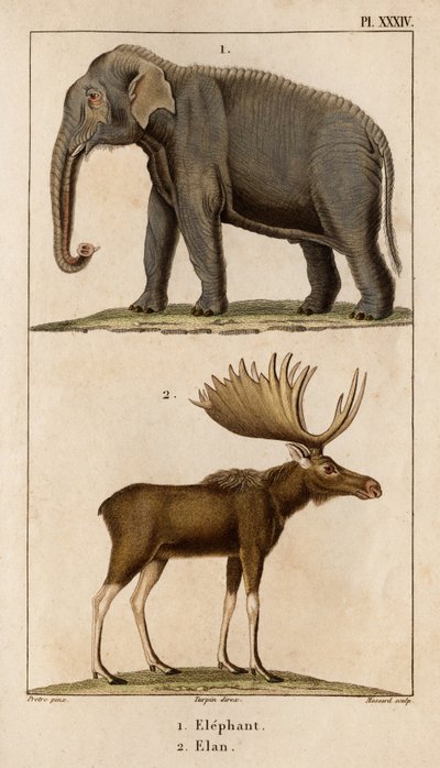 Slon a Elan.“ „Fauna des Mdecins aneb historie zvířat a jejich produktů od Hippolyte Cloqueta“ – svazek 6 – 1825. od Hippolyte Cloquet