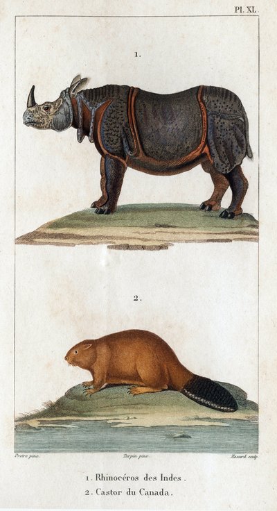 Nosorožec indický a bobr kanadský. Fauna des Médecins aneb historie zvířat a jejich produktů od Hippolyte Cloqueta“ - Volume 6 - 1825. od Hippolyte Cloquet