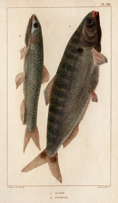 Shad and ančovičky.“ „Fauna des Mdecins aneb historie zvířat a jejich produktů od Hippolyte Cloqueta“ – svazek 6 – 1825. od Hippolyte Cloquet