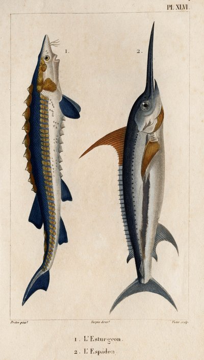 Jeseter a mečoun.“ „Fauna des Mdecins aneb historie zvířat a jejich produktů od Hippolyta Cloqueta“ – svazek 6 – 1825. od Hippolyte Cloquet