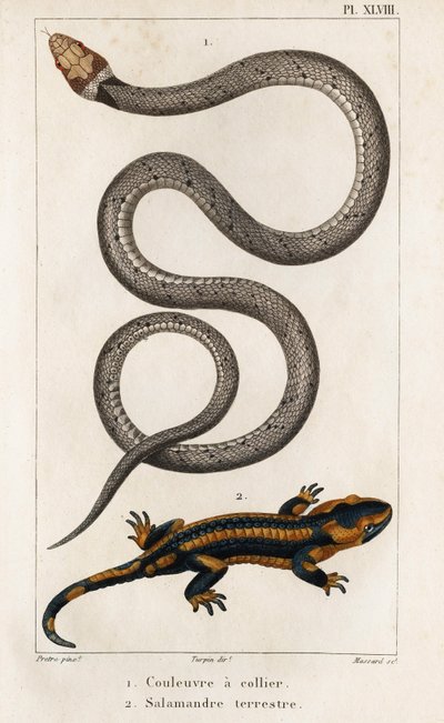 The Collared Snake, Land Salamander.“ „Fauna des Médecins aneb historie zvířat a jejich produktů od Hippolyta Cloqueta“ – svazek 6 – 1825. od Hippolyte Cloquet