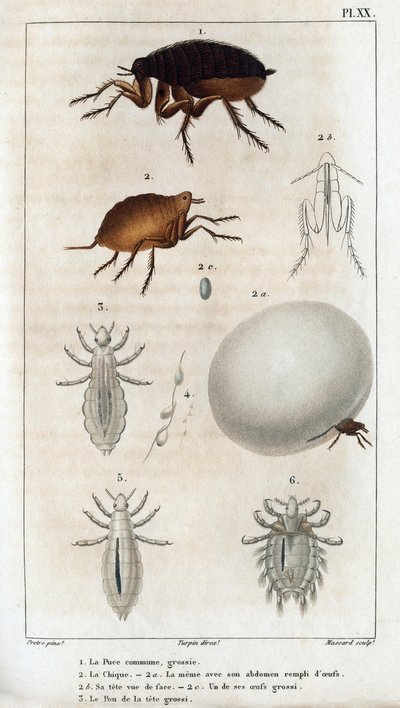 The Common Chic, the Pou.” Fauna des Médecins aneb historie zvířat a jejich produktů od Hippolyte Cloqueta“ - Volume 6 - 1825. od Hippolyte Cloquet
