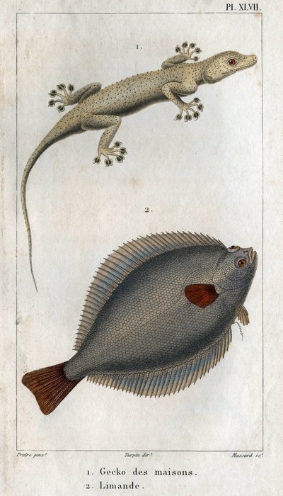 Gecko domů a Limand. Deska převzata z „“Fyzikální fauna aneb Historie zvířat a jejich produktů”” od Hippolyte Cloqueta od Hippolyte Cloquet