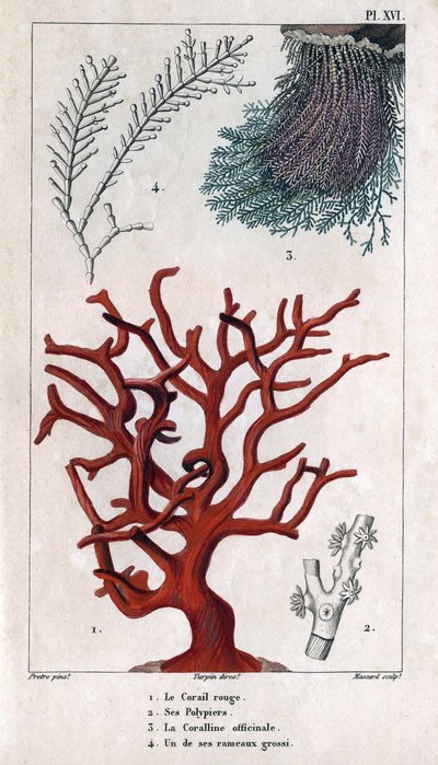 Červený korál, jeho Polypiers, Coralline officinale, jedna z hrubých větví. v "" Fauna doků aneb Historie zvířat a jejich produktů od Hippolyte Cloqueta" - svazek 6 - 1825. od Hippolyte Cloquet