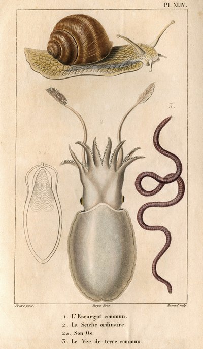 Hlemýžď obecný, sépie obyčejná, její kost, žížala obecná. v „“ Fauna doků aneb historie zvířat a jejich produktů od Hippolyte Cloqueta“““ – Volume 6 – 1825. od Hippolyte Cloquet