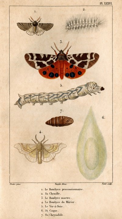 Procesní Bombyce, jeho housenka, kuní Bombyce, Murier Bombyce, bourec morušový, jeho trup, jeho chrysalide.in „“ Fauna doktorů aneb historie zvířat a jejich produktů od Hippolyte Cloqueta““ - od Hippolyte Cloquet