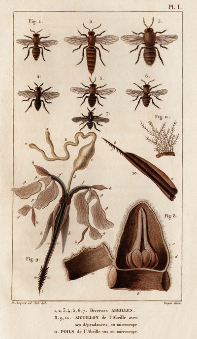 Různé včely.“ „Fauna des Mdecins aneb historie zvířat a jejich produktů od Hippolyte Cloqueta“ – svazek 6 – 1825. od Hippolyte Cloquet