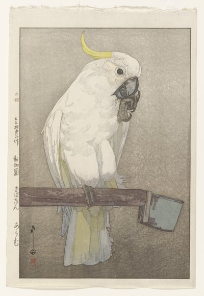 Kakadu sírově chocholatý od Hiroshi Yoshida
