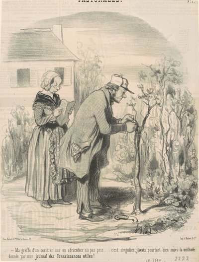 Moje roubování třešně na meruňku nezabralo ... od Honoré Daumier